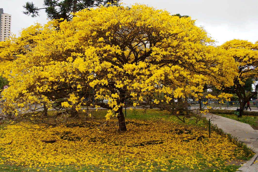 Ipê amarelo adulto florido, com flores cobrindo toda a árvore e o chão também colorido. Plantado em um gramado, com um prédio ao fuindo. 